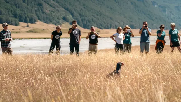 A group of people watches and takes photos as a takahē with blue feathers and a red beak stands among tall grass in Rees Valley after its release.