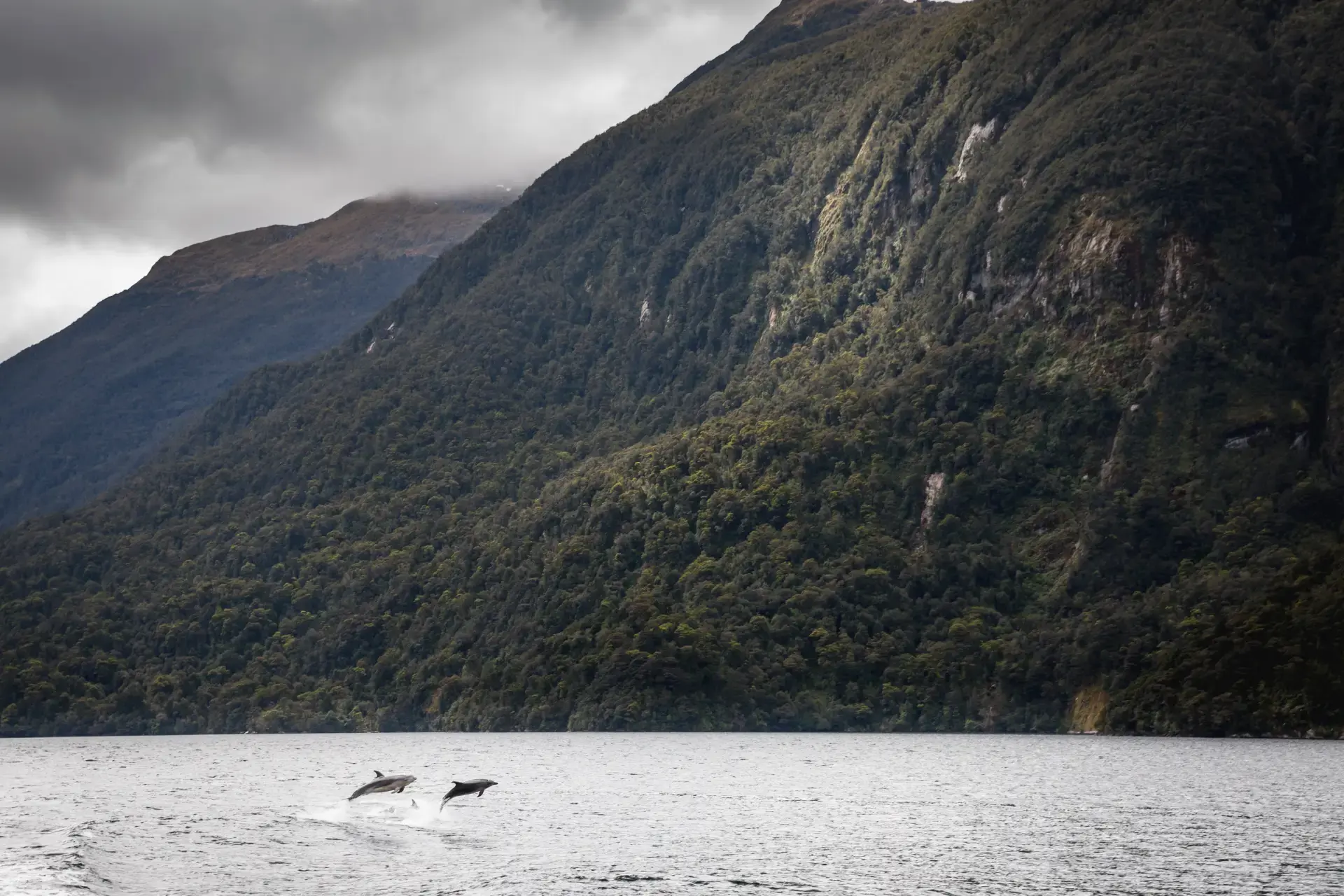 A pair of dolphins swimming near towering cliffs in Milford Sound.