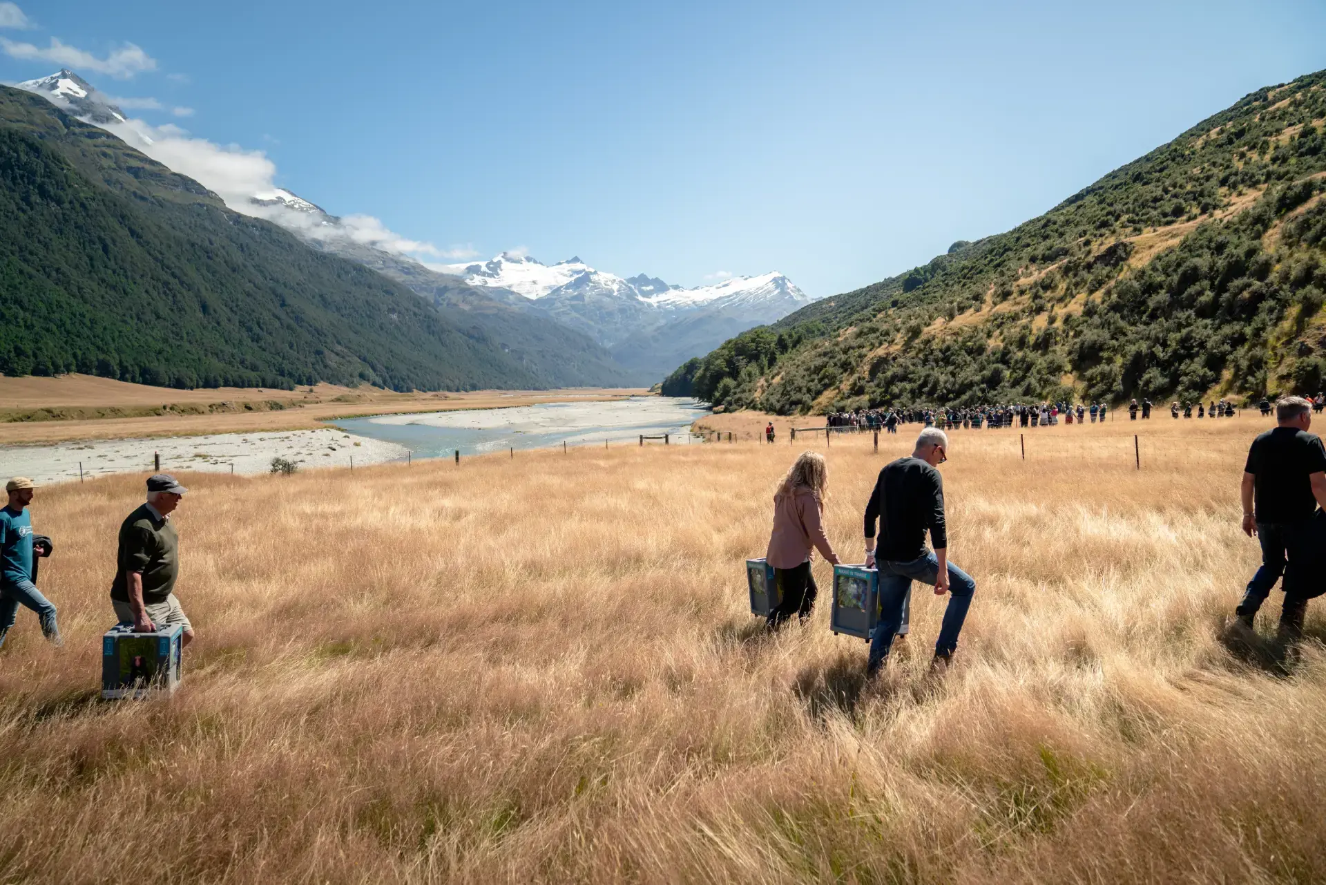 A group walks through golden grass in Rees Valley carrying takahē crates, with snow-capped mountains, a river, and a crowd gathered in the distance.