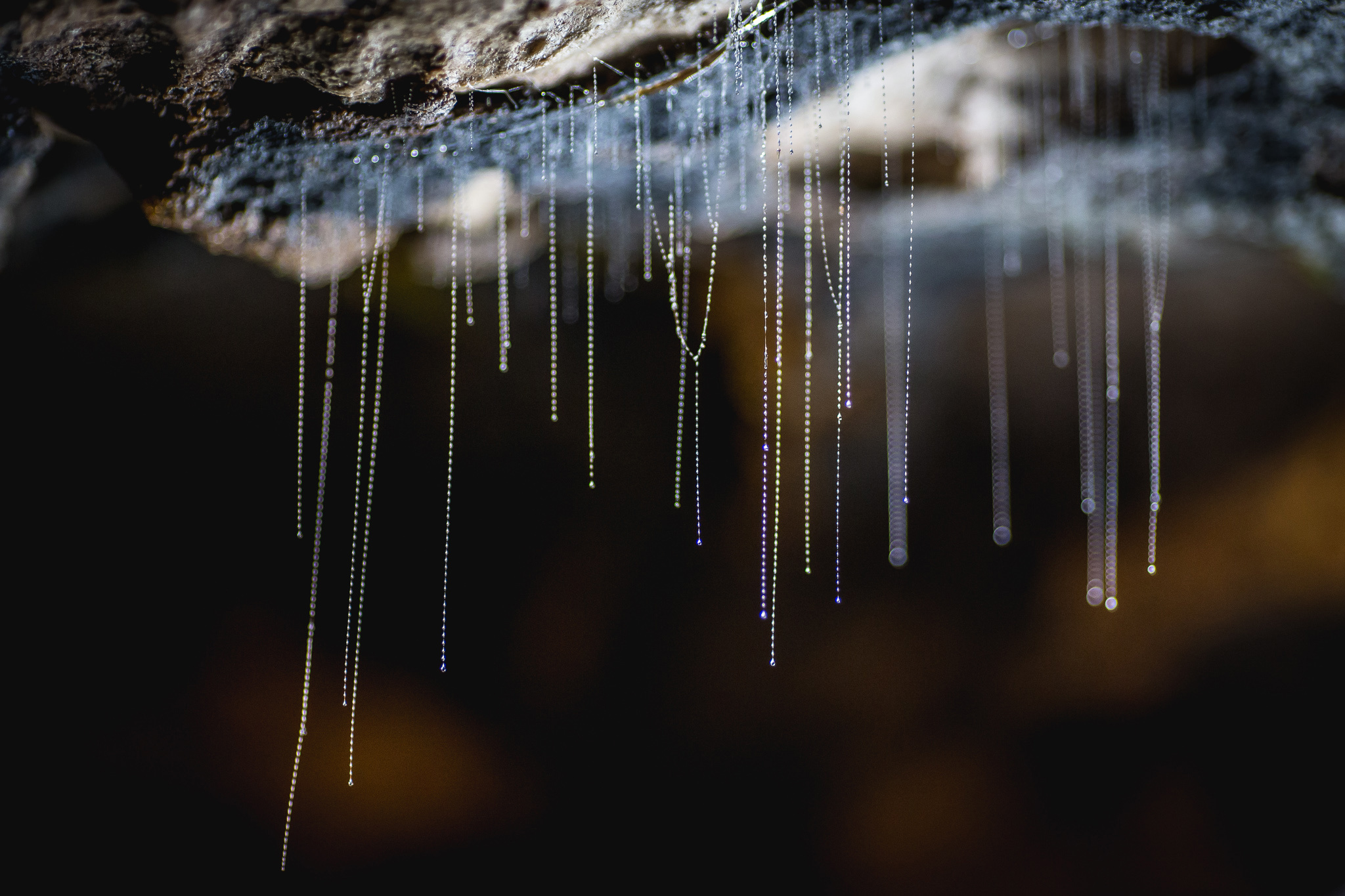 Incredible Glow Worm Facts To Blow Your Mind RealNZ