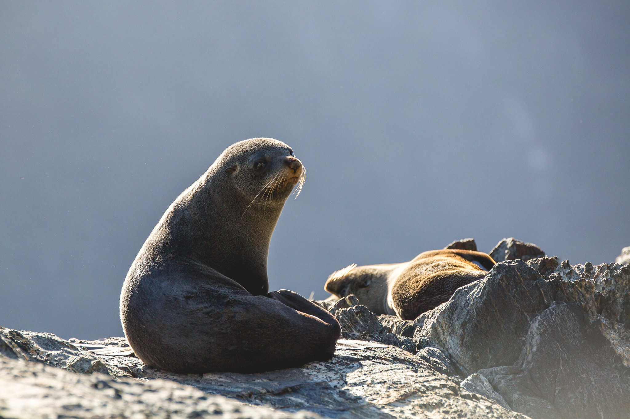 Seals in Milford Sound