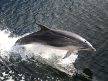 Dolphin jumping from the water in Doubtful Sound