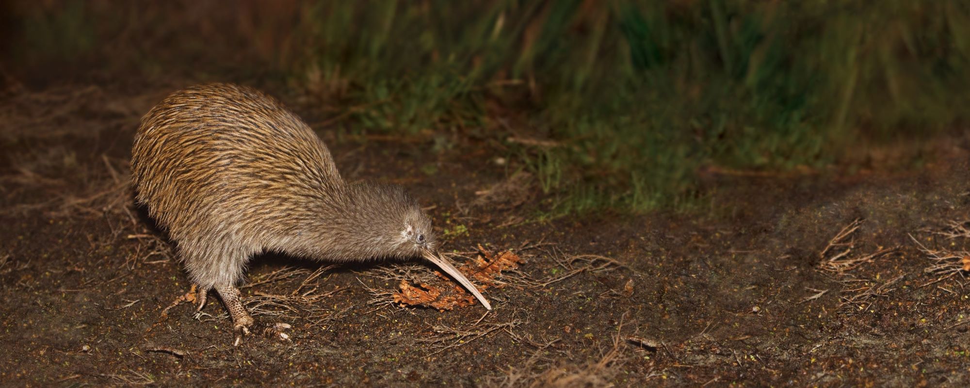 Wild kiwi at dusk on Stewart Island