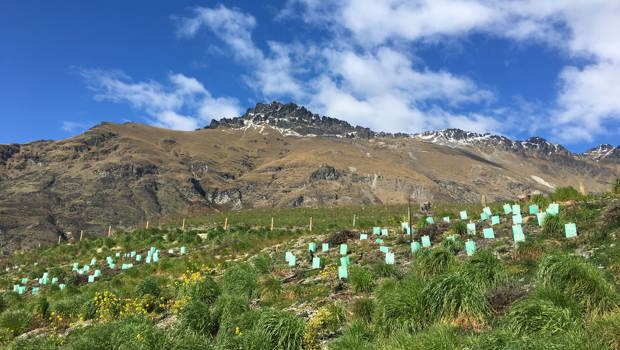 View of newly planted native trees