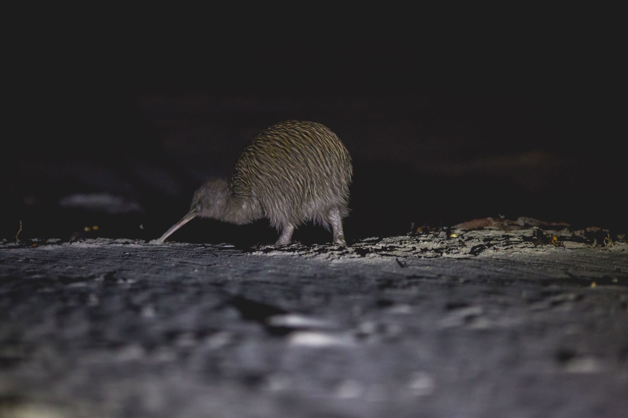 Kiwi on a beach during the Wild Kiwi Encounter at Stewart Island