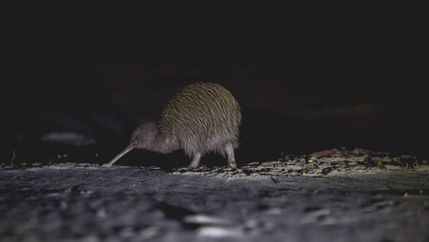 Kiwi on a beach during the Wild Kiwi Encounter at Stewart Island