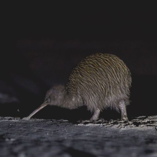 Kiwi on a beach during the Wild Kiwi Encounter at Stewart Island