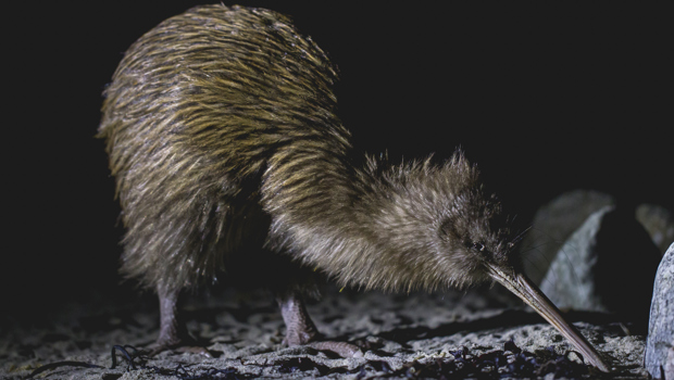 Close up of a Kiwi on a beach at dusk on Stewart Island