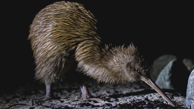 7 things you didn't know about kiwi