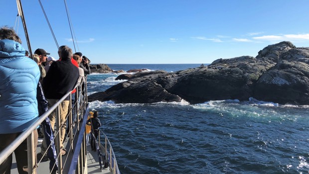 Watching the seals in Doubtful Sound 