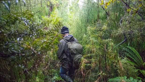 Man walking through native forest