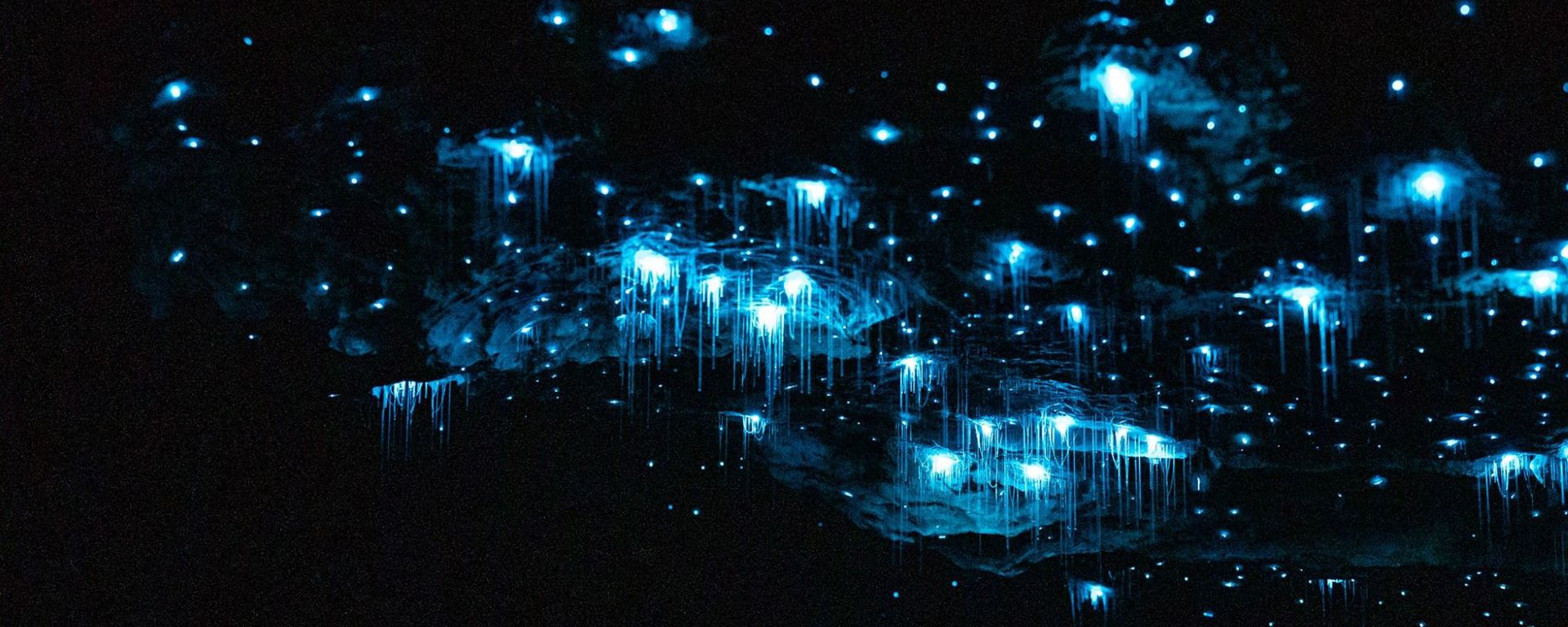 Glowworms in the Te Anau Glowworm Caves