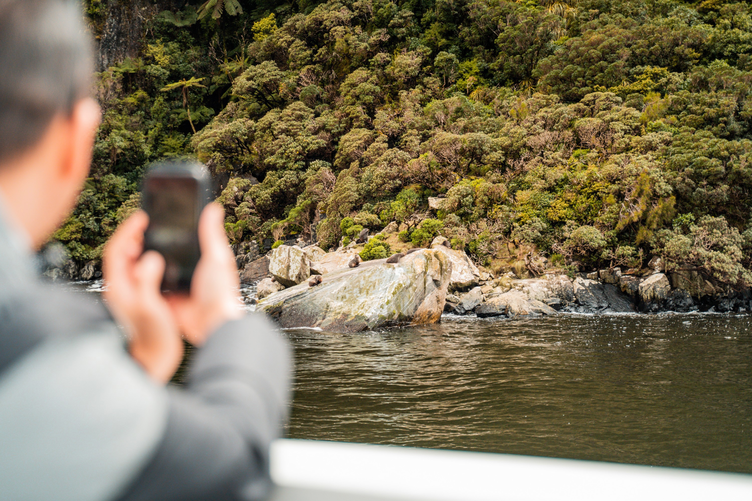 Man taking photo of seals on a rock in Milford Sound