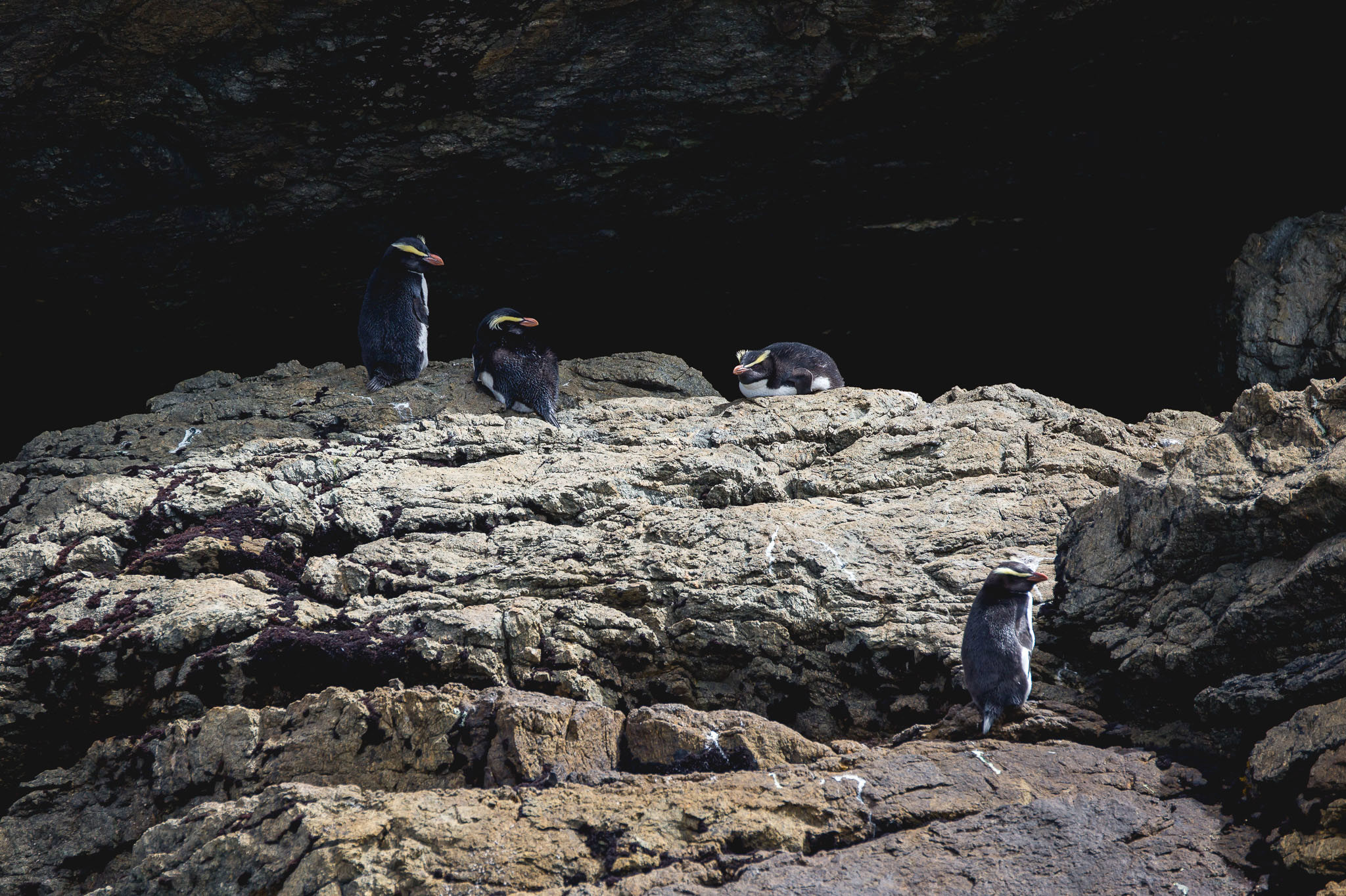 Group of penguins on rocks in Doubtful Sound