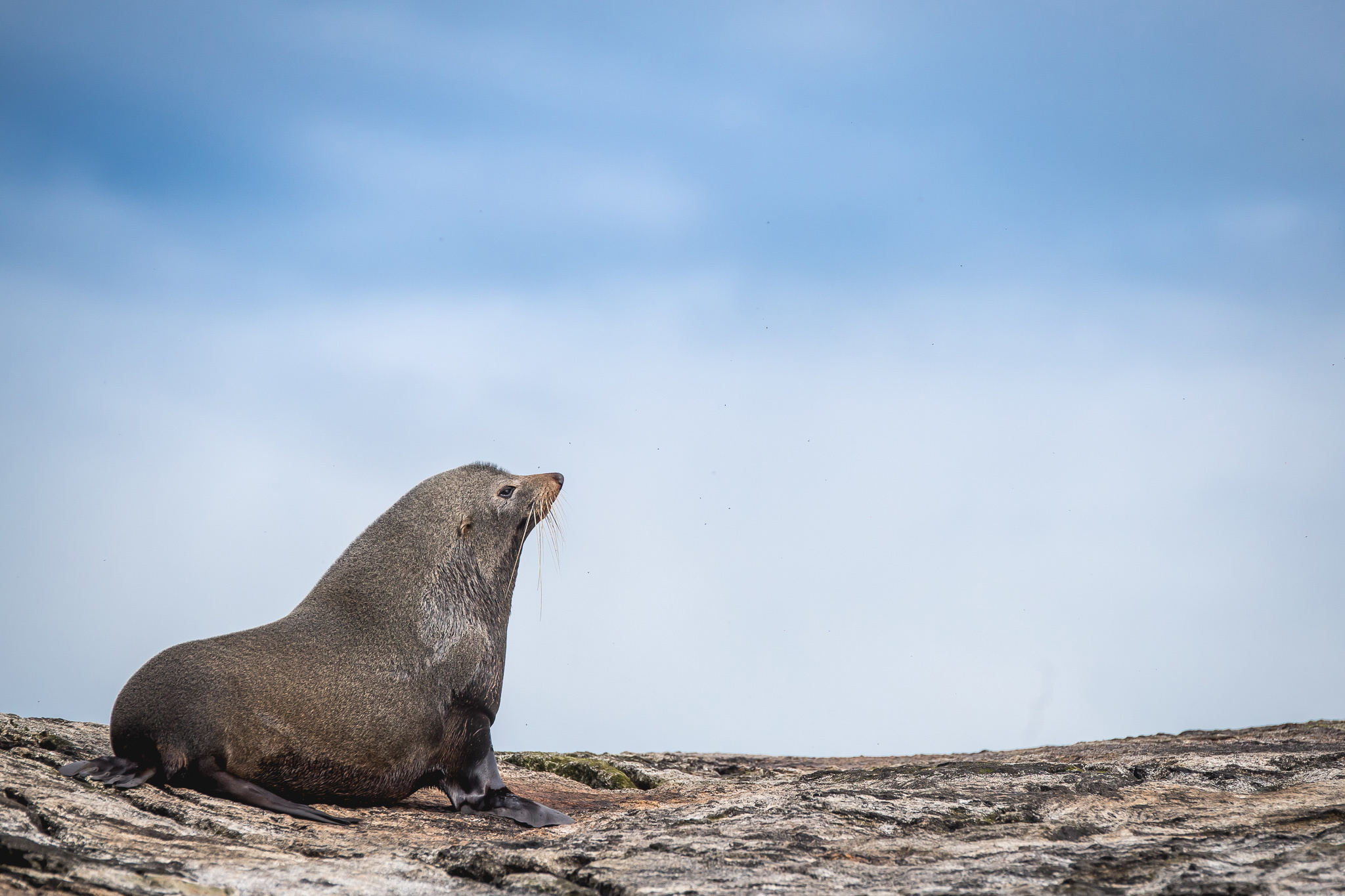 Seal on a rock in Doubtful Sound