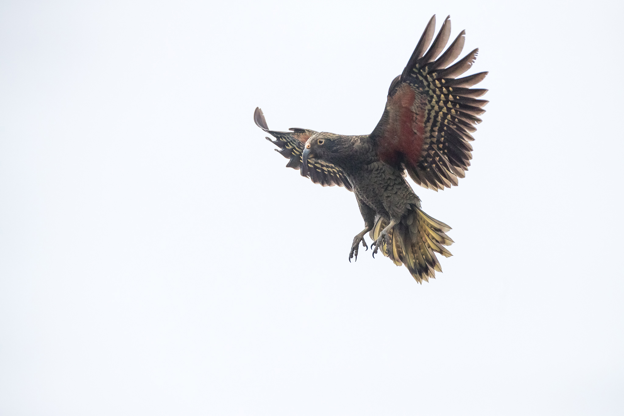 Kea in midflight