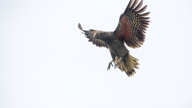 Kea in midflight