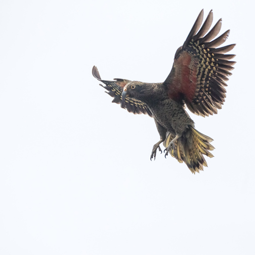 Kea in midflight