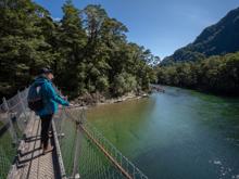 People walk across swing bridge over blue river on the Milford Track guided walk