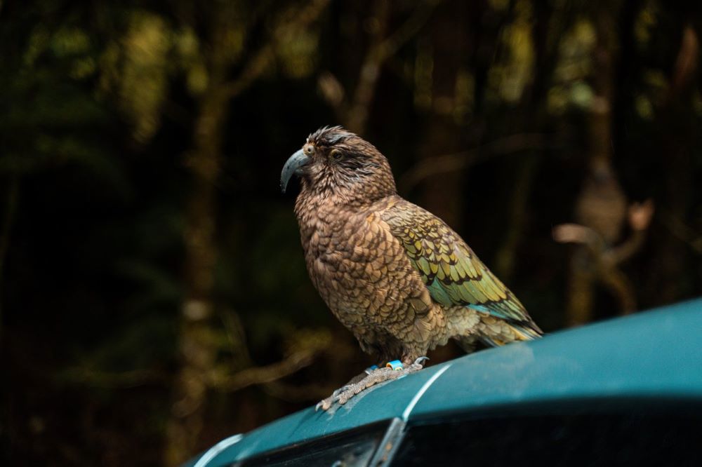 A kea sitting on a car in Milford Sound