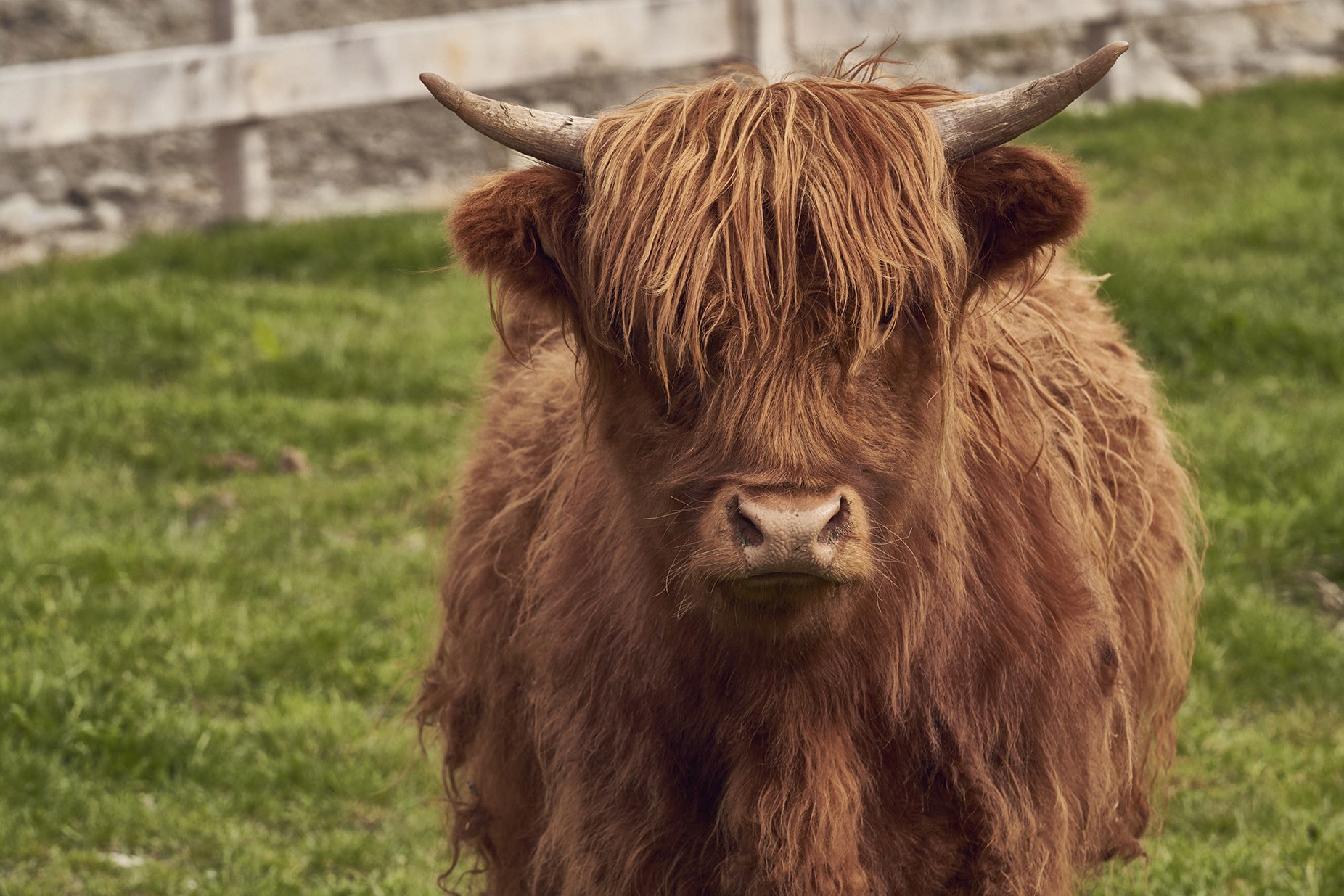 Highland Cow in paddock at Walter Peak