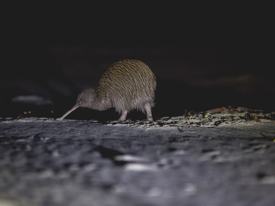 A wild kiwi bird explores Steward Island after dark