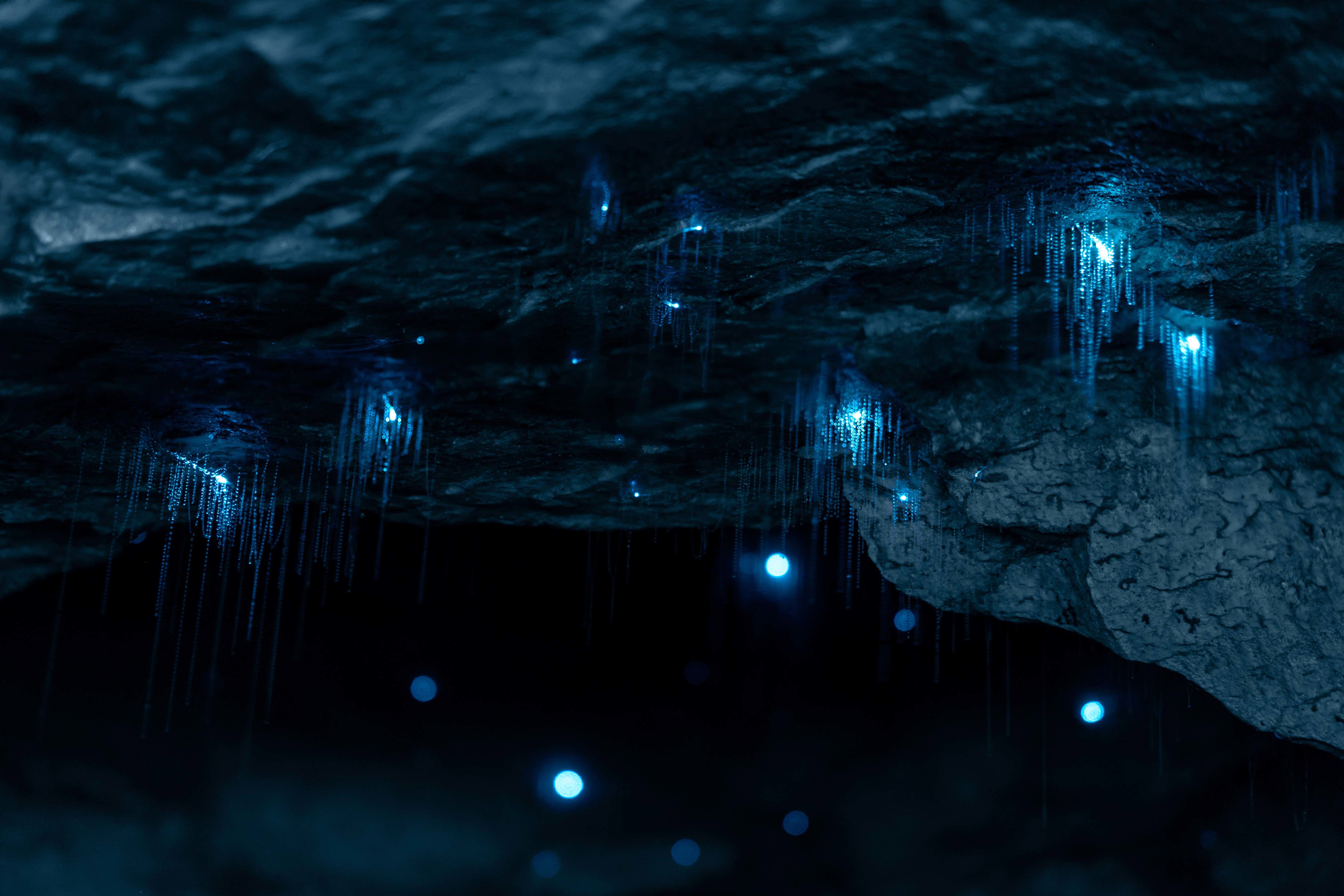 Glowworms giving off light in a cave