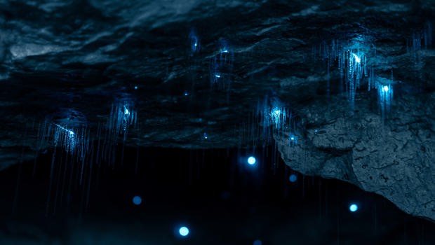 Glowworms giving off light in a cave