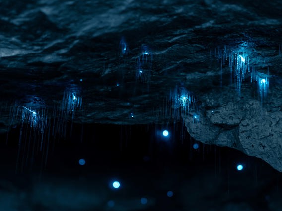 Glowworms giving off light in a cave