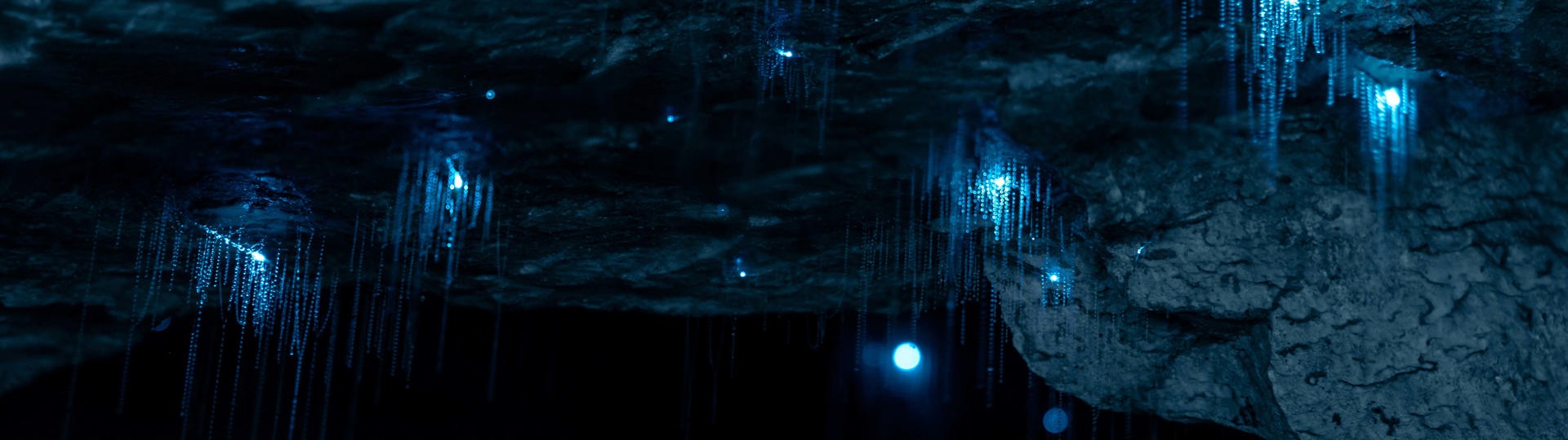 Glowworms giving off light in a cave