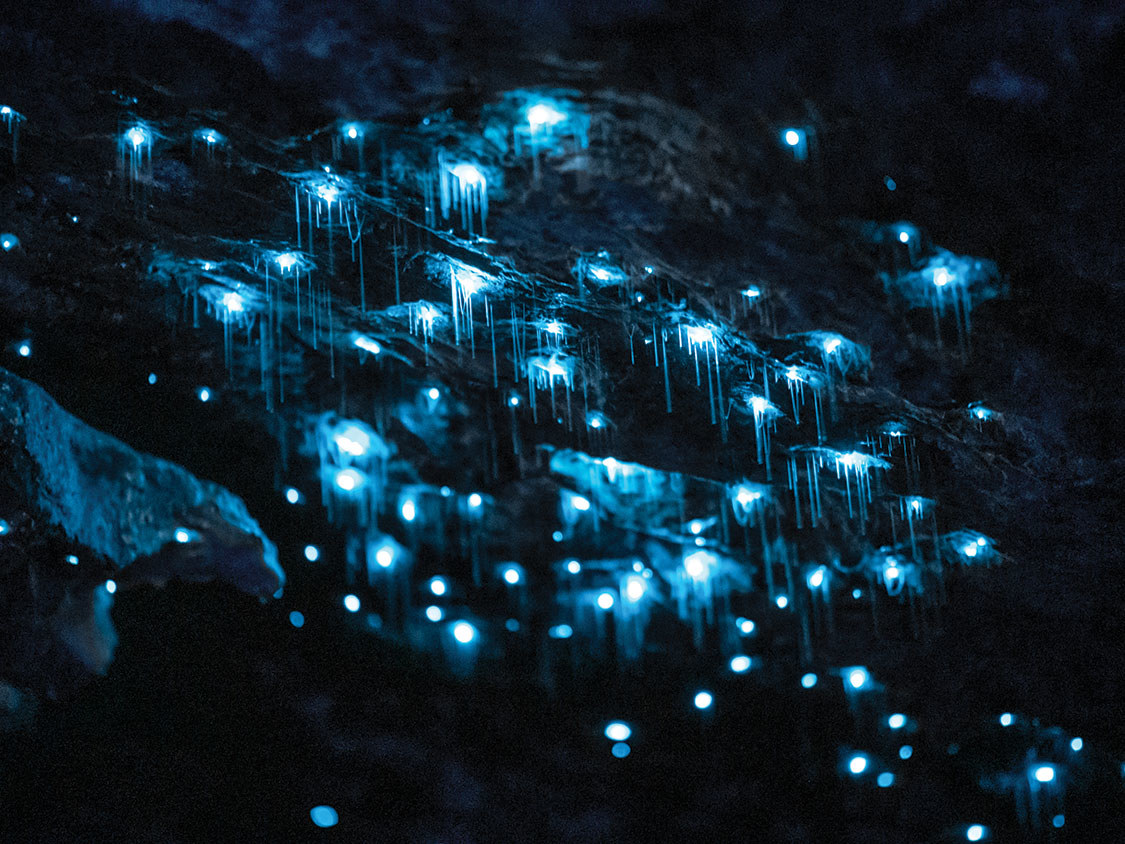 An up close shot of glowworms hanging from the cave, shining bright blue in the darkness