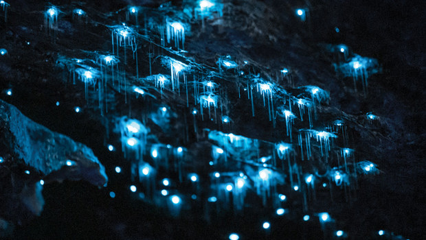 An up close shot of glowworms hanging from the cave, shining bright blue in the darkness