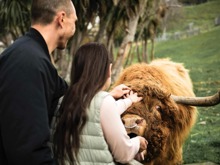 A couple pat Dougal the Highland Cow on the head at Walter Peak Farm