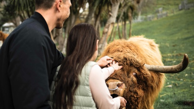 A couple pat Dougal the Highland Cow on the head at Walter Peak Farm