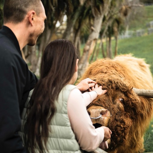 A couple pat Dougal the Highland Cow on the head at Walter Peak Farm