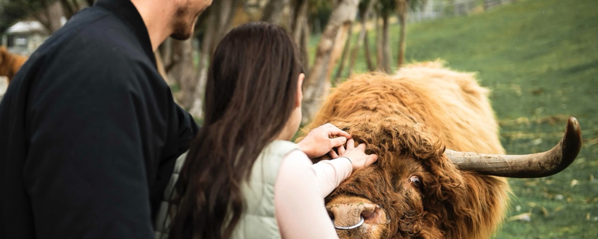 A couple pat Dougal the Highland Cow on the head at Walter Peak Farm