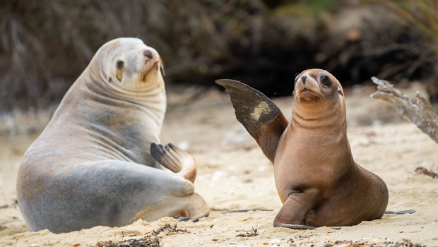 Two friendly fur seals wave hello while sitting on the beach on Stewart Island