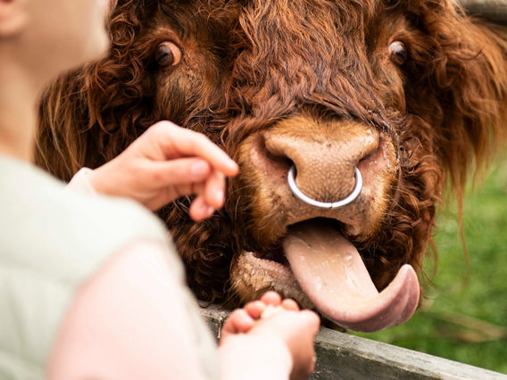 Dougal the Highland Cow sticks his tongue out at friendly guest