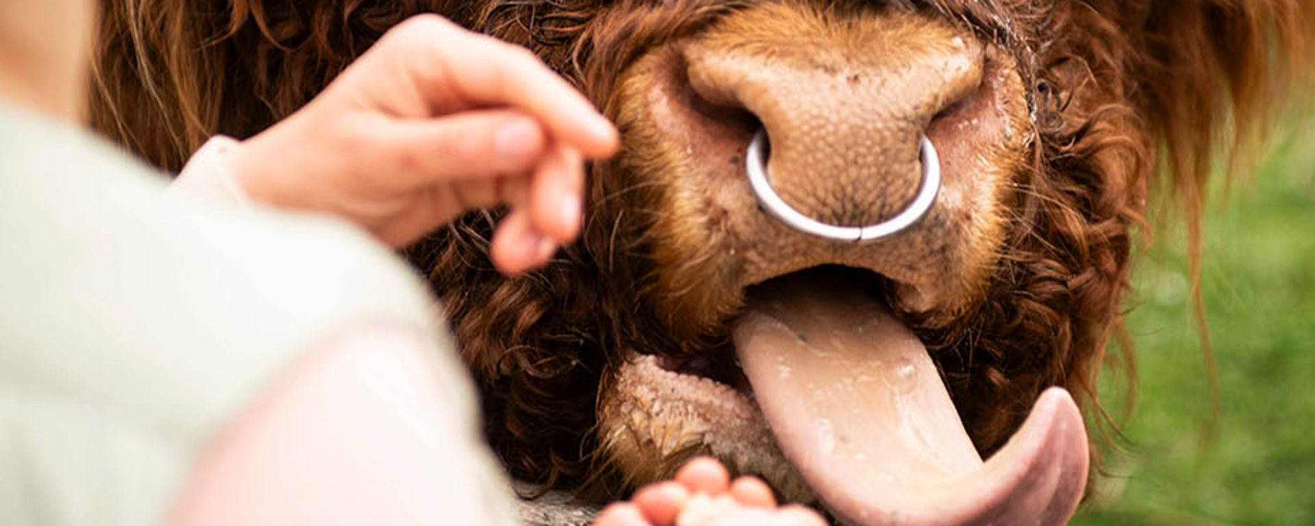 Dougal the Highland Cow sticks his tongue out at friendly guest