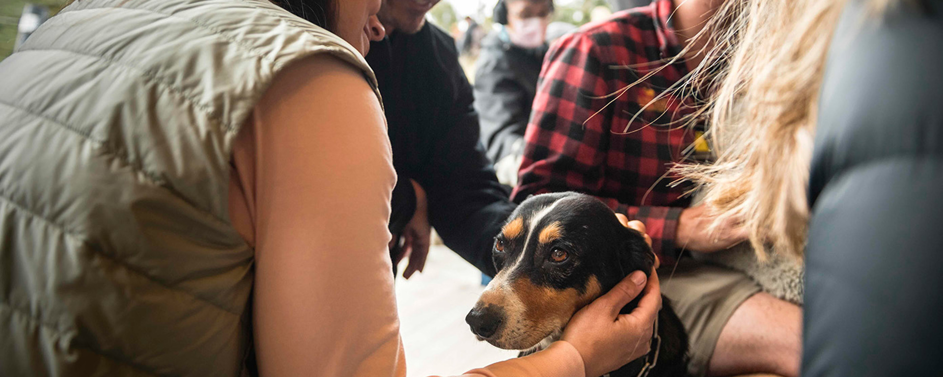 A couple pats working dog at Walter Peak farm show