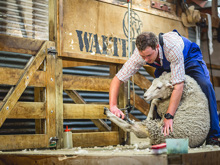 A farmer shears a sheep on stage at the Walter Peak farm show