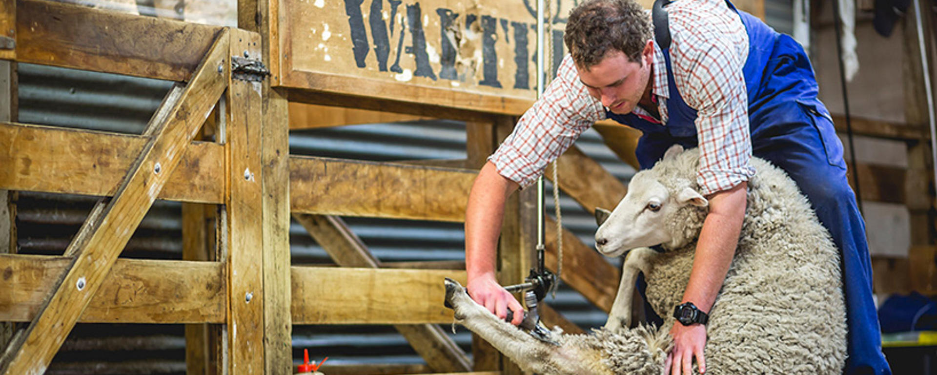 A farmer shears a sheep on stage at the Walter Peak farm show