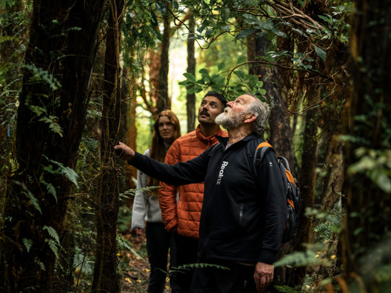 A guide taking a couple through the forest