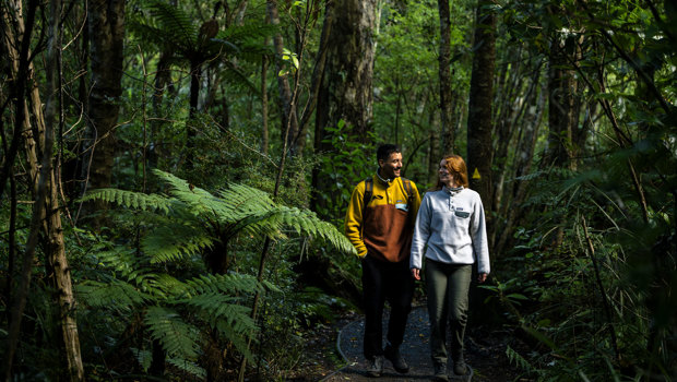 Two people walk through the forest