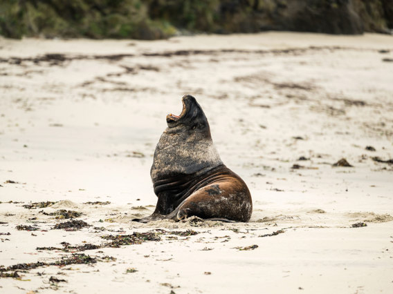 A sea lion on the beach