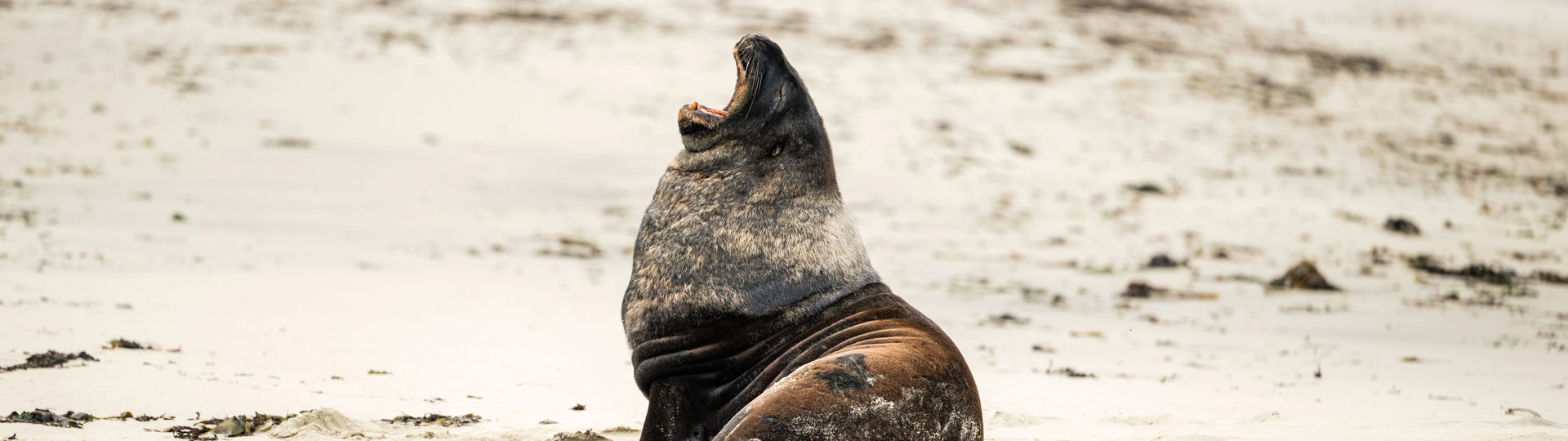 A sea lion on the beach