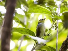 Tauhou in a tree