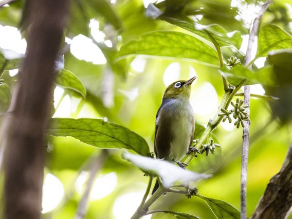 Tauhou in a tree