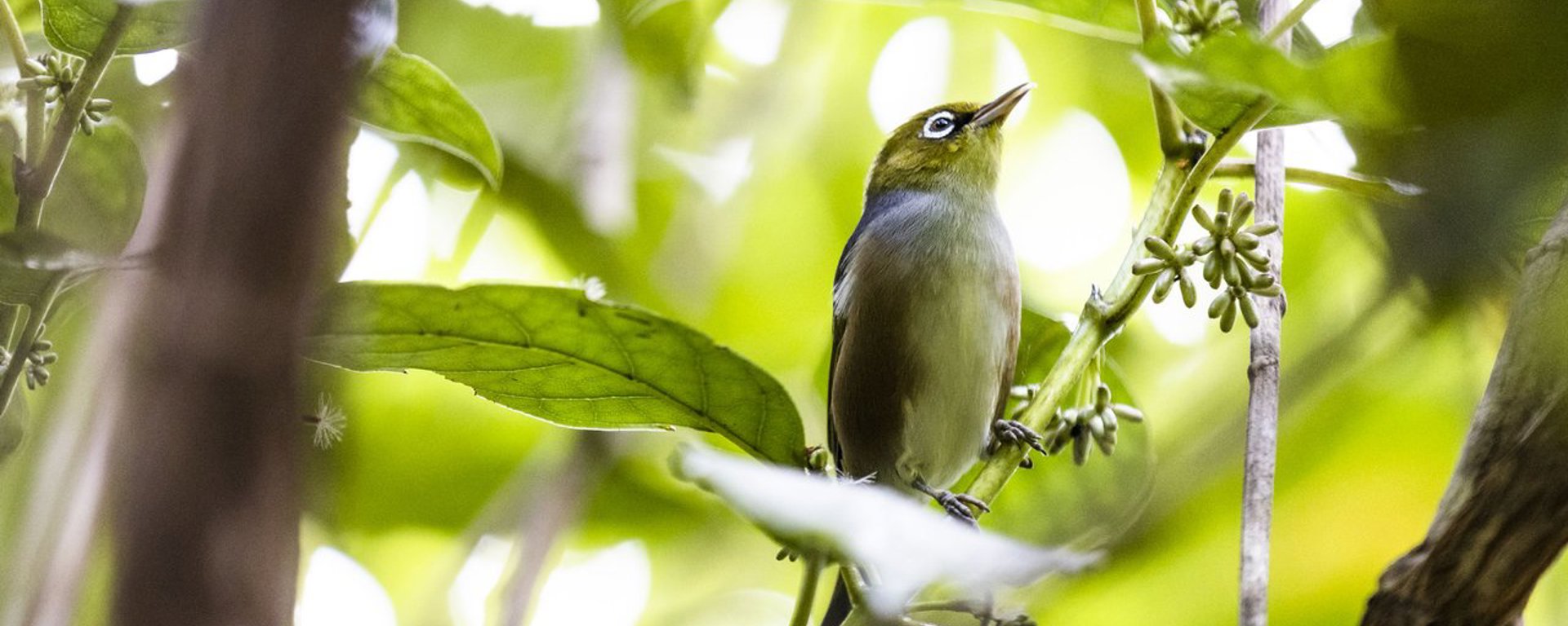 Tauhou in a tree