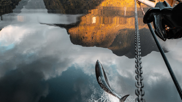 A dolphin jumps out of the water next to a vessel at Doubtful Sound on a golden morning.